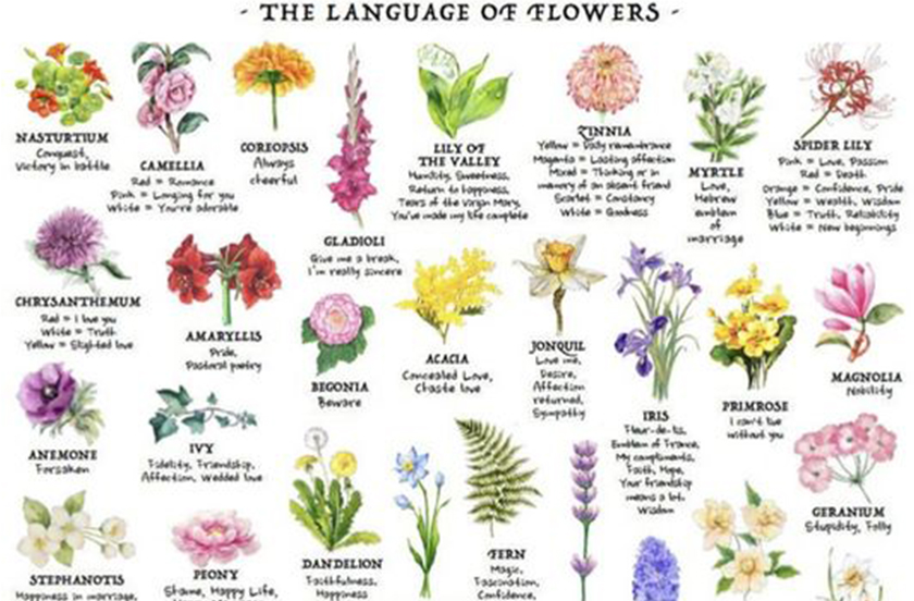 Çiçeklerin Anlamı Nedir?