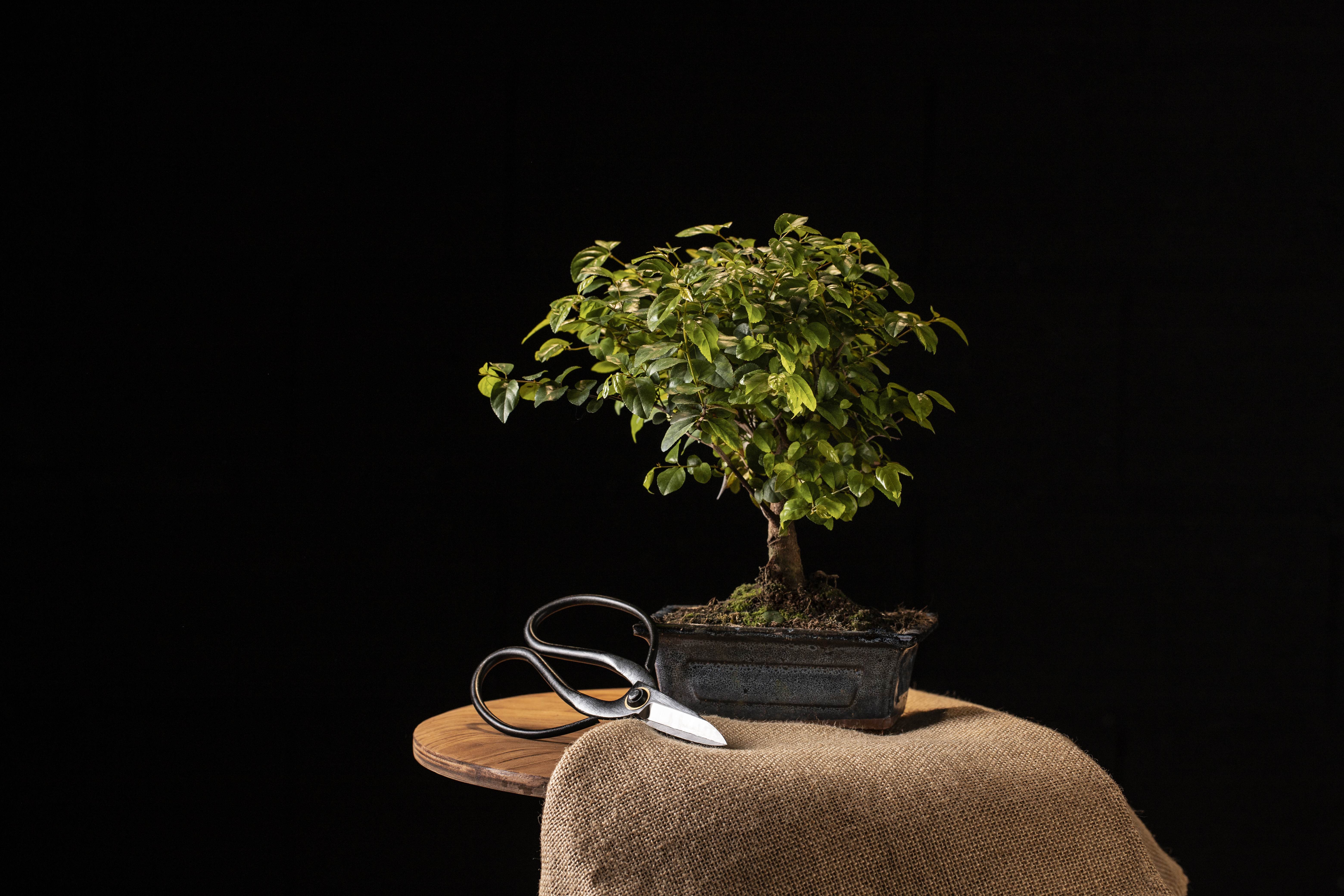 Bonsai Ağacı Bakımı Sulaması ve Çoğaltması